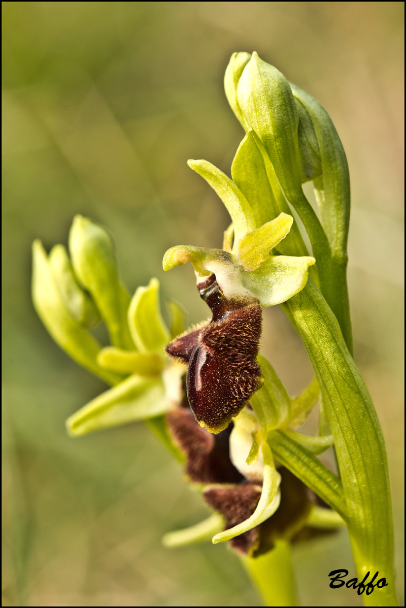 Ophrys sphegodes subsp. sphegodes Mill